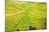 Indonesia, Flores Island, Cancar. the Attractive Spider S Web Rice Paddies Near Ruteng.-Nigel Pavitt-Mounted Photographic Print