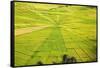 Indonesia, Flores Island, Cancar. the Attractive Spider S Web Rice Paddies Near Ruteng.-Nigel Pavitt-Framed Stretched Canvas