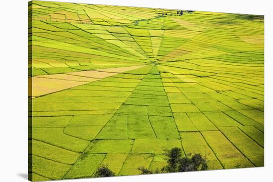 Indonesia, Flores Island, Cancar. the Attractive Spider S Web Rice Paddies Near Ruteng.-Nigel Pavitt-Stretched Canvas