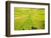 Indonesia, Flores Island, Cancar. the Attractive Spider S Web Rice Paddies Near Ruteng.-Nigel Pavitt-Framed Photographic Print