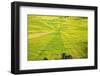 Indonesia, Flores Island, Cancar. the Attractive Spider S Web Rice Paddies Near Ruteng.-Nigel Pavitt-Framed Photographic Print