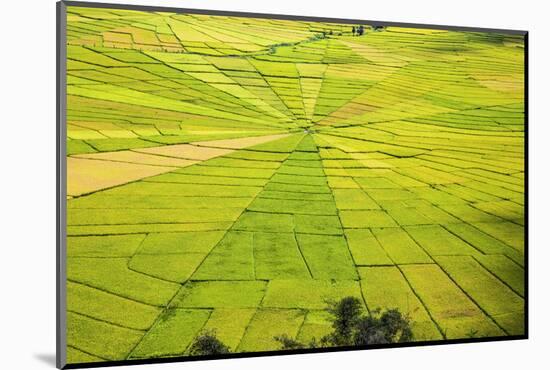 Indonesia, Flores Island, Cancar. the Attractive Spider S Web Rice Paddies Near Ruteng.-Nigel Pavitt-Mounted Photographic Print