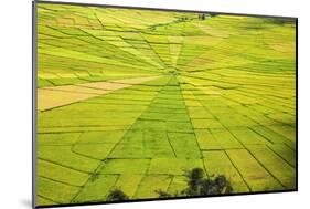 Indonesia, Flores Island, Cancar. the Attractive Spider S Web Rice Paddies Near Ruteng.-Nigel Pavitt-Mounted Photographic Print