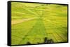 Indonesia, Flores Island, Cancar. the Attractive Spider S Web Rice Paddies Near Ruteng.-Nigel Pavitt-Framed Stretched Canvas