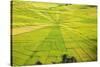 Indonesia, Flores Island, Cancar. the Attractive Spider S Web Rice Paddies Near Ruteng.-Nigel Pavitt-Stretched Canvas