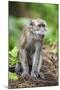 Indonesia, Flores Island, Moni. a Long-Tailed Macaque Monkey in the Kelimutu National Park-Nigel Pavitt-Mounted Photographic Print