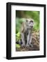 Indonesia, Flores Island, Moni. a Long-Tailed Macaque Monkey in the Kelimutu National Park-Nigel Pavitt-Framed Photographic Print