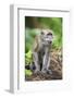 Indonesia, Flores Island, Moni. a Long-Tailed Macaque Monkey in the Kelimutu National Park-Nigel Pavitt-Framed Photographic Print