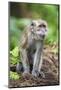 Indonesia, Flores Island, Moni. a Long-Tailed Macaque Monkey in the Kelimutu National Park-Nigel Pavitt-Mounted Photographic Print