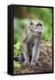 Indonesia, Flores Island, Moni. a Long-Tailed Macaque Monkey in the Kelimutu National Park-Nigel Pavitt-Framed Stretched Canvas