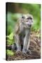 Indonesia, Flores Island, Moni. a Long-Tailed Macaque Monkey in the Kelimutu National Park-Nigel Pavitt-Stretched Canvas