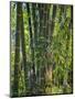 Indonesia, Flores Island, Ruteng a Clump of Stout Bamboo Growing Near Ruteng.-Nigel Pavitt-Mounted Photographic Print