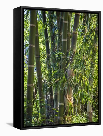 Indonesia, Flores Island, Ruteng a Clump of Stout Bamboo Growing Near Ruteng.-Nigel Pavitt-Framed Stretched Canvas