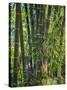 Indonesia, Flores Island, Ruteng a Clump of Stout Bamboo Growing Near Ruteng.-Nigel Pavitt-Stretched Canvas