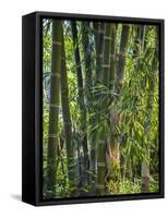 Indonesia, Flores Island, Ruteng a Clump of Stout Bamboo Growing Near Ruteng.-Nigel Pavitt-Framed Stretched Canvas