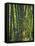 Indonesia, Flores Island, Ruteng a Clump of Stout Bamboo Growing Near Ruteng.-Nigel Pavitt-Framed Stretched Canvas