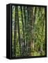 Indonesia, Flores Island, Ruteng a Clump of Stout Bamboo Growing Near Ruteng.-Nigel Pavitt-Framed Stretched Canvas