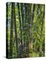 Indonesia, Flores Island, Ruteng a Clump of Stout Bamboo Growing Near Ruteng.-Nigel Pavitt-Stretched Canvas