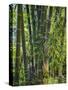 Indonesia, Flores Island, Ruteng a Clump of Stout Bamboo Growing Near Ruteng.-Nigel Pavitt-Stretched Canvas