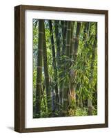 Indonesia, Flores Island, Ruteng a Clump of Stout Bamboo Growing Near Ruteng.-Nigel Pavitt-Framed Photographic Print