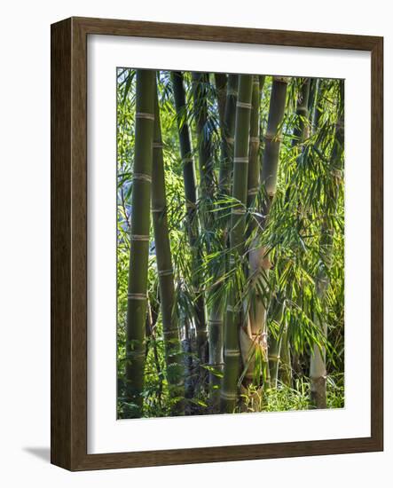 Indonesia, Flores Island, Ruteng a Clump of Stout Bamboo Growing Near Ruteng.-Nigel Pavitt-Framed Photographic Print