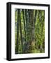 Indonesia, Flores Island, Ruteng a Clump of Stout Bamboo Growing Near Ruteng.-Nigel Pavitt-Framed Photographic Print