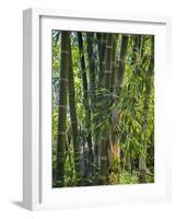 Indonesia, Flores Island, Ruteng a Clump of Stout Bamboo Growing Near Ruteng.-Nigel Pavitt-Framed Photographic Print