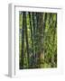 Indonesia, Flores Island, Ruteng a Clump of Stout Bamboo Growing Near Ruteng.-Nigel Pavitt-Framed Photographic Print