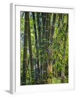 Indonesia, Flores Island, Ruteng a Clump of Stout Bamboo Growing Near Ruteng.-Nigel Pavitt-Framed Photographic Print