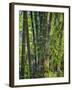 Indonesia, Flores Island, Ruteng a Clump of Stout Bamboo Growing Near Ruteng.-Nigel Pavitt-Framed Photographic Print