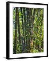 Indonesia, Flores Island, Ruteng a Clump of Stout Bamboo Growing Near Ruteng.-Nigel Pavitt-Framed Photographic Print