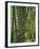 Indonesia, Flores Island, Ruteng a Clump of Stout Bamboo Growing Near Ruteng.-Nigel Pavitt-Framed Photographic Print