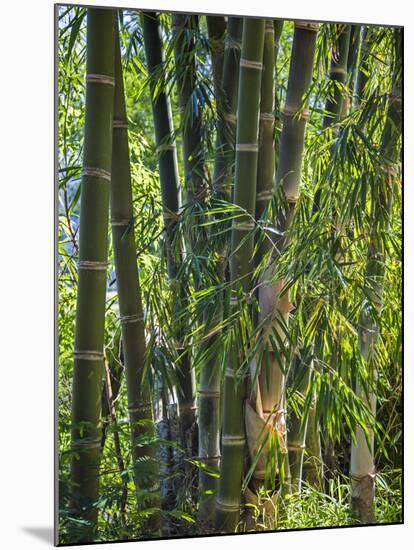 Indonesia, Flores Island, Ruteng a Clump of Stout Bamboo Growing Near Ruteng.-Nigel Pavitt-Mounted Photographic Print
