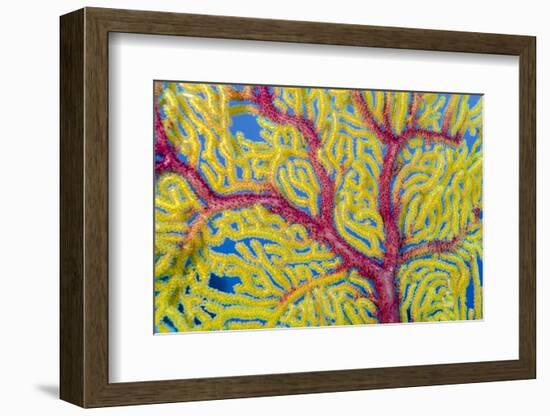 Indonesia, Forgotten Islands. Close-Up of Soft Coral-Jaynes Gallery-Framed Photographic Print