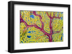Indonesia, Forgotten Islands. Close-Up of Soft Coral-Jaynes Gallery-Framed Photographic Print