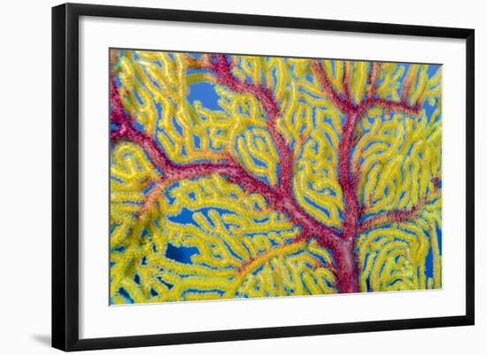 Indonesia, Forgotten Islands. Close-Up of Soft Coral-Jaynes Gallery-Framed Photographic Print