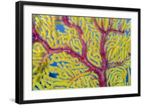 Indonesia, Forgotten Islands. Close-Up of Soft Coral-Jaynes Gallery-Framed Photographic Print