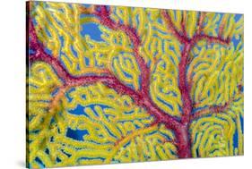 Indonesia, Forgotten Islands. Close-Up of Soft Coral-Jaynes Gallery-Stretched Canvas