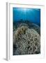 Indonesia, Forgotten Islands. Coral Reef Scenic-Jaynes Gallery-Framed Photographic Print