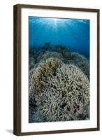 Indonesia, Forgotten Islands. Coral Reef Scenic-Jaynes Gallery-Framed Photographic Print