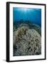 Indonesia, Forgotten Islands. Coral Reef Scenic-Jaynes Gallery-Framed Photographic Print