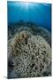 Indonesia, Forgotten Islands. Coral Reef Scenic-Jaynes Gallery-Mounted Photographic Print