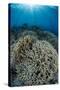 Indonesia, Forgotten Islands. Coral Reef Scenic-Jaynes Gallery-Stretched Canvas