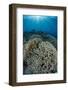 Indonesia, Forgotten Islands. Coral Reef Scenic-Jaynes Gallery-Framed Photographic Print