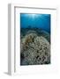 Indonesia, Forgotten Islands. Coral Reef Scenic-Jaynes Gallery-Framed Photographic Print