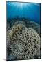 Indonesia, Forgotten Islands. Coral Reef Scenic-Jaynes Gallery-Mounted Photographic Print