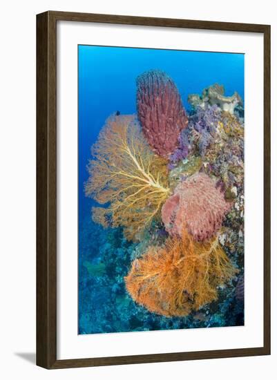 Indonesia, Forgotten Islands. Coral Reef Scenic-Jaynes Gallery-Framed Photographic Print