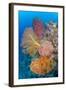 Indonesia, Forgotten Islands. Coral Reef Scenic-Jaynes Gallery-Framed Photographic Print