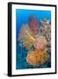 Indonesia, Forgotten Islands. Coral Reef Scenic-Jaynes Gallery-Framed Photographic Print