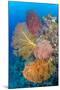 Indonesia, Forgotten Islands. Coral Reef Scenic-Jaynes Gallery-Mounted Photographic Print